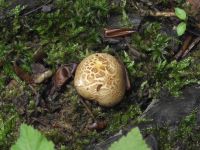 Dickschaliger Kartoffelbovist